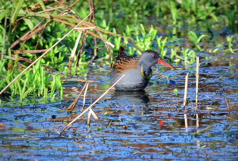 Porciglione vanitosetto !